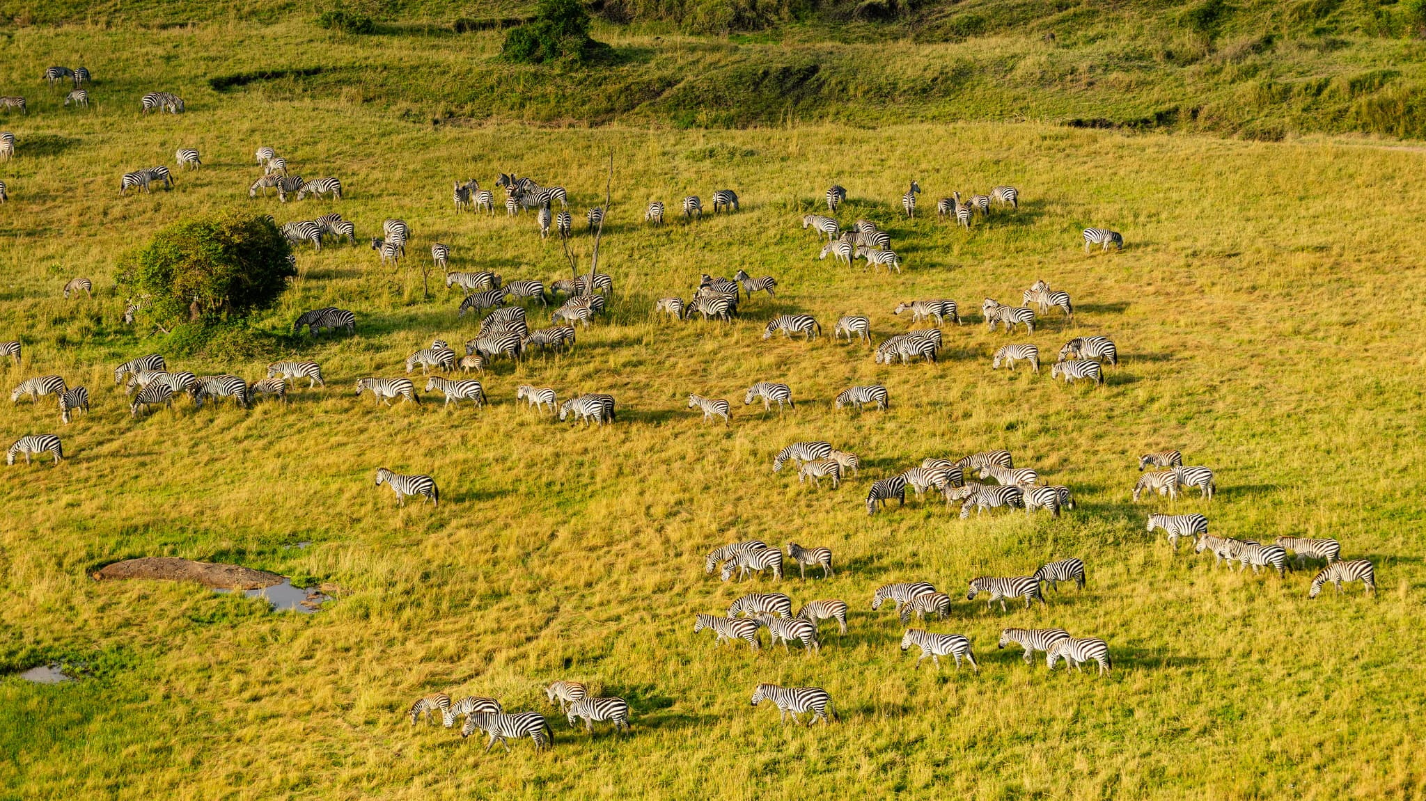 gosheni safari balloon - 8_(2048)