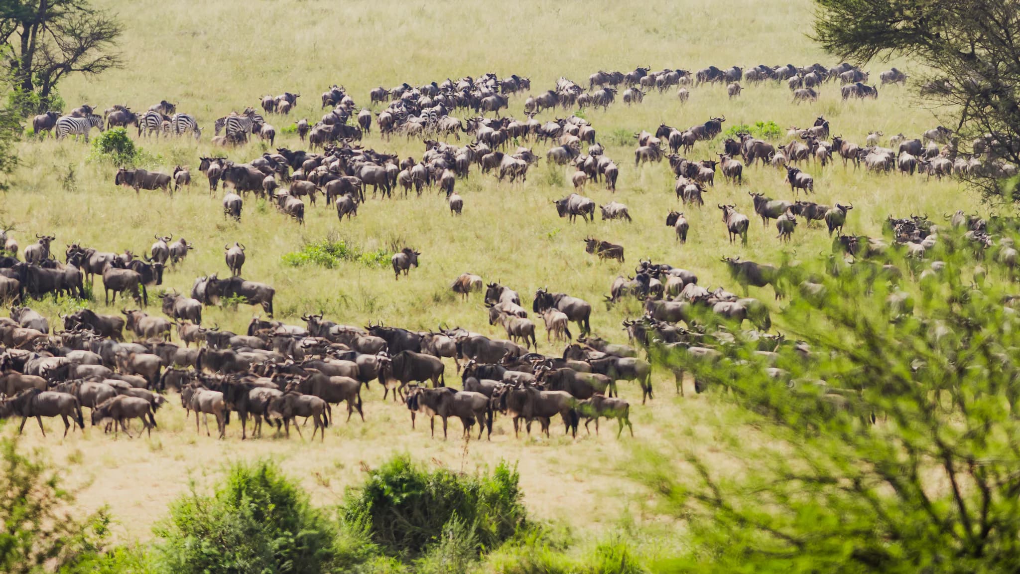 Gosheni - crossing-75_(2048)