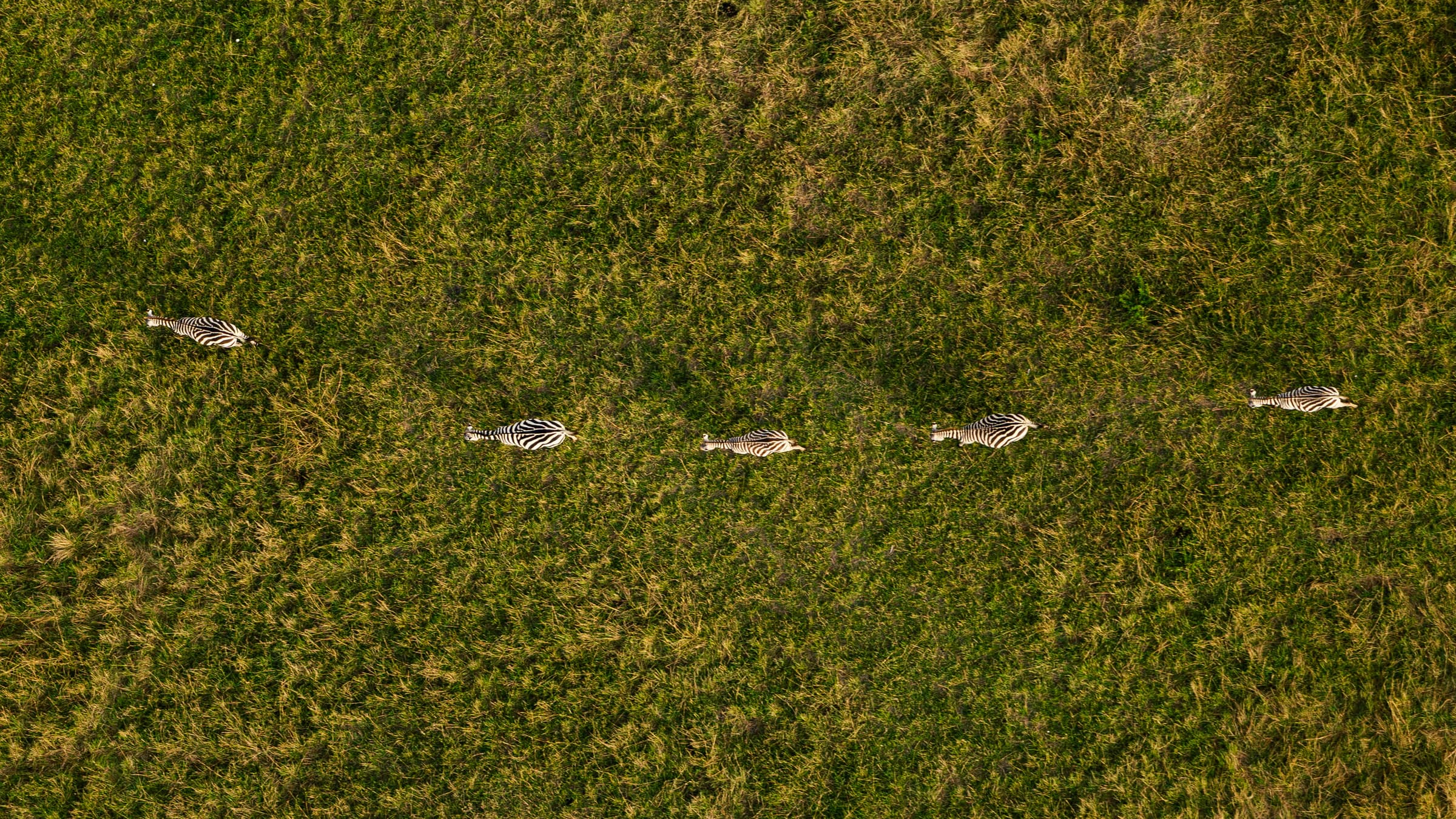 Curated Safari Experiences